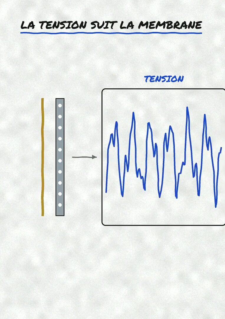 Schéma de la vidéo : la membrane dorée devant la plaque fixe et la courbe de tension qui suit ses mouvements